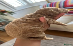 Toy Poodle dogs for sale: Toy poodles (5 girls and 2 boys) - Image 20