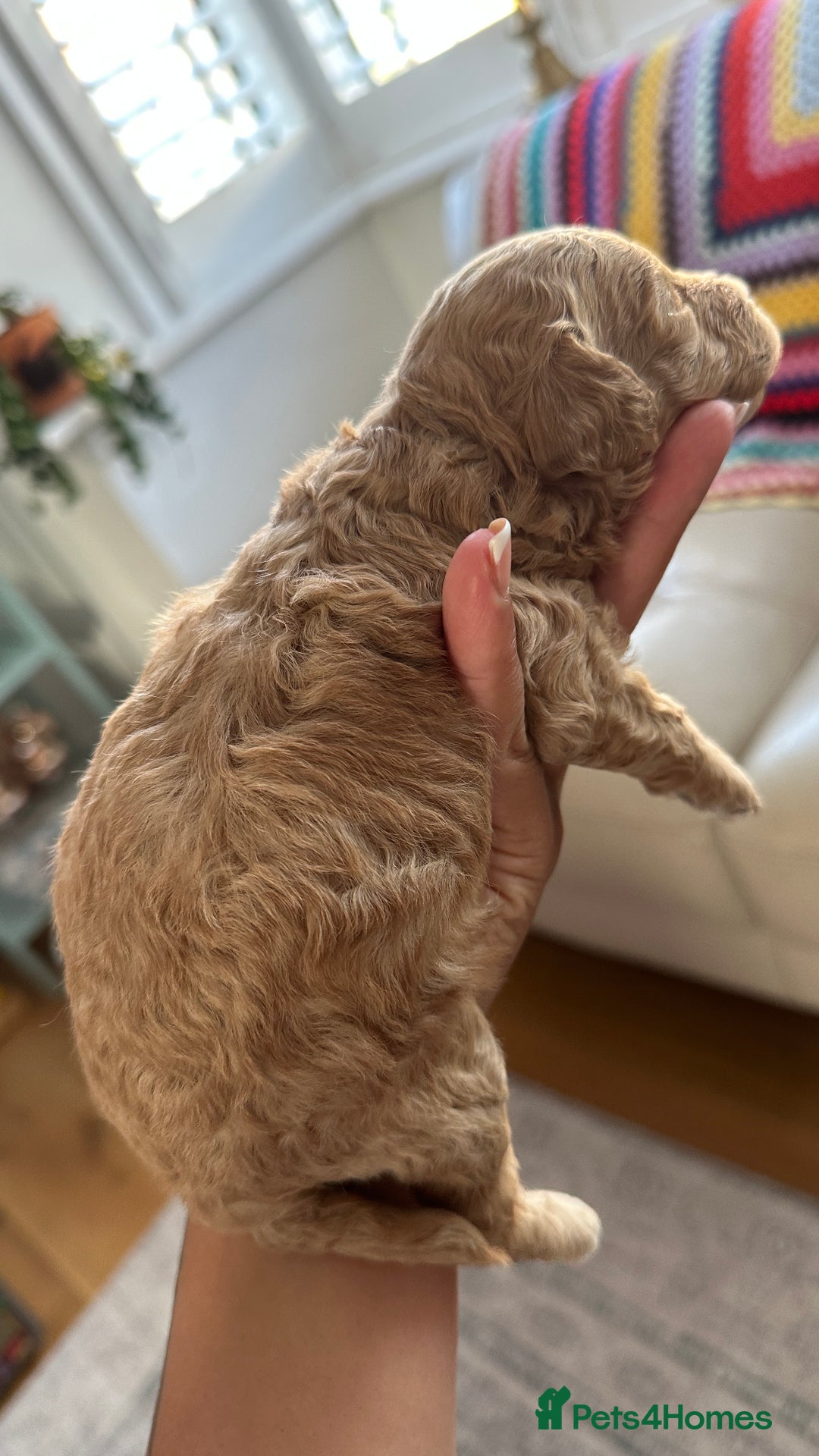 Toy Poodle dogs for sale: Toy poodles (5 girls and 2 boys) - Image 20