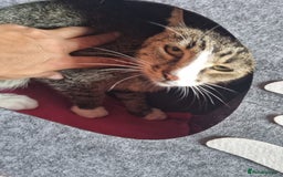 Mixed Breed cats for adoption: TOM -a friendly & proud boy- needs a Loving Home - Image 21