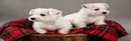 West Highland Terrier dogs for sale: Adorable west highland terrier puppies  - Advert 6