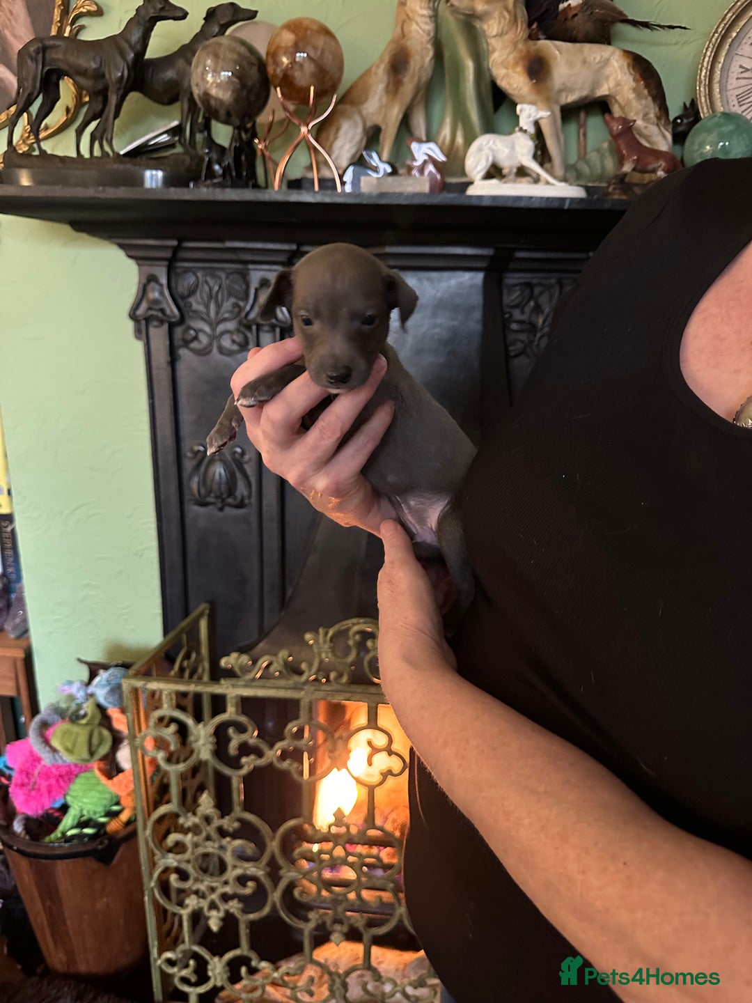 Mixed Breed dogs for sale: Whippet x Italian Greyhound Pups - Advert 7