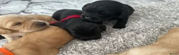 Cockerdor dogs for sale: Cockerdor Puppys 🐾 - Advert 13
