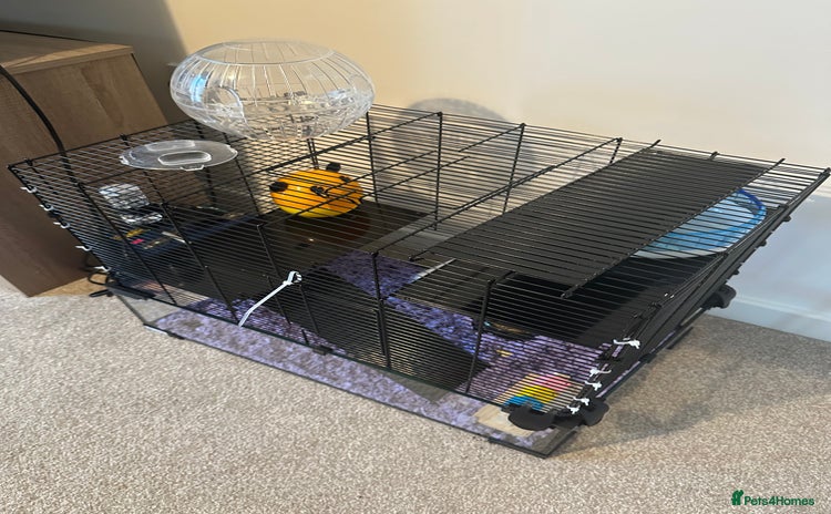 Hamster rodents for sale - Advert 1
