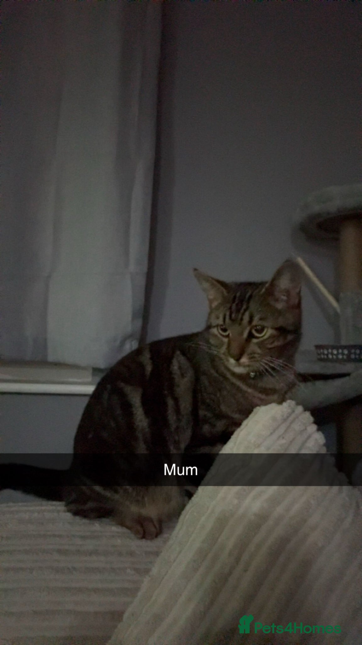 Mixed Breed cats Beautiful tortoiseshell x Siberian kittens  - Advert 1