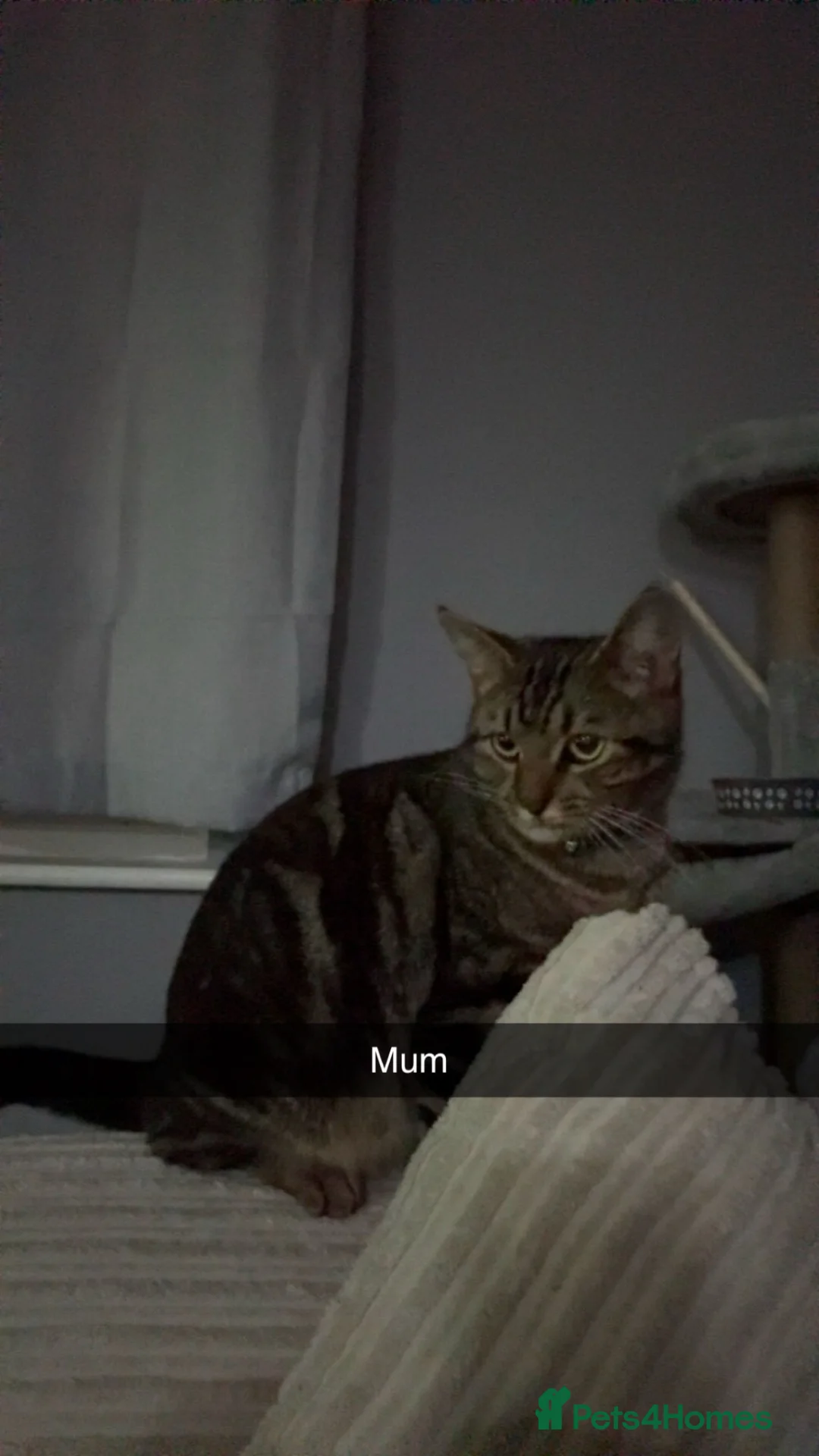 Mixed Breed cats for sale: Beautiful tortoiseshell x Siberian kittens  - Advert 1