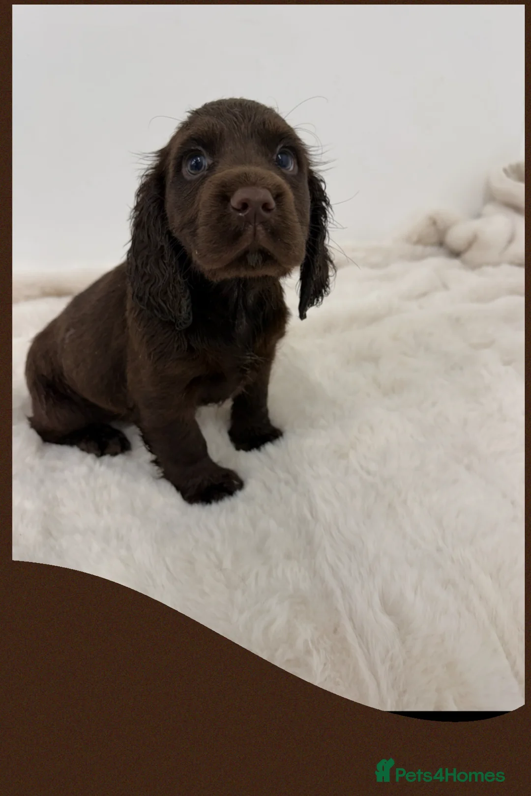 Cocker Spaniel dogs for sale: Cocker Spaniel's working - Advert 5
