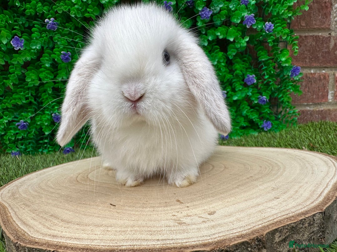 Mini Lop rabbits for sale: Stunning mini lops - Image 22