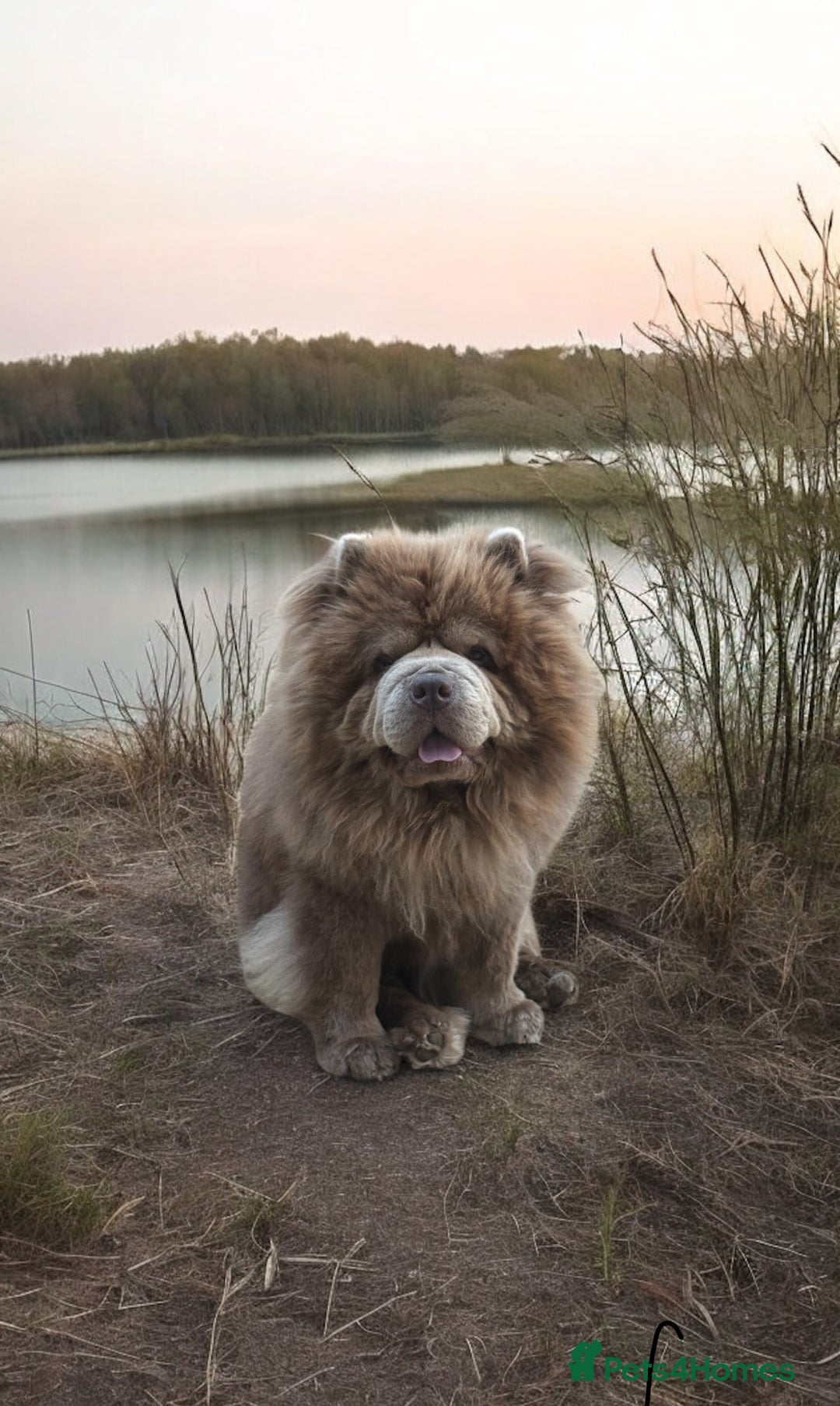 Chow Chow dogs for sale: 🍬Beautiful chow litter kc registered 🍬 - Advert 14