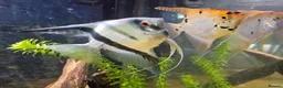 Angelfish fish for sale: Home Bred Blue Smokey / Pinoy Angelfish 2.5cm  - Advert 7