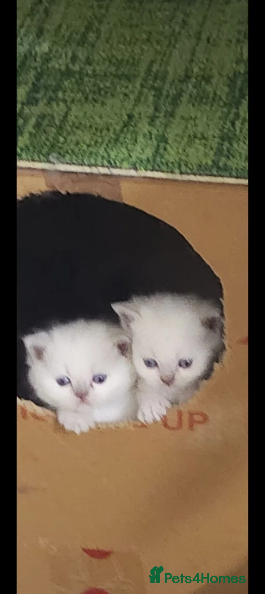 Ragdoll cats for sale: Beautiful Kittens They're Ready to go  in Renfrew - Advert 2