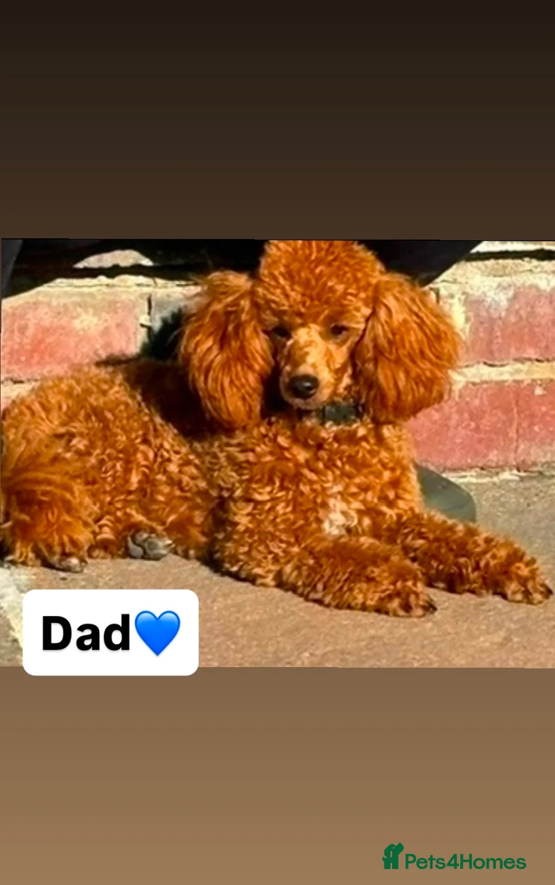 Cavapoo dogs for sale: 5⭐️cavapoo  - Advert 3