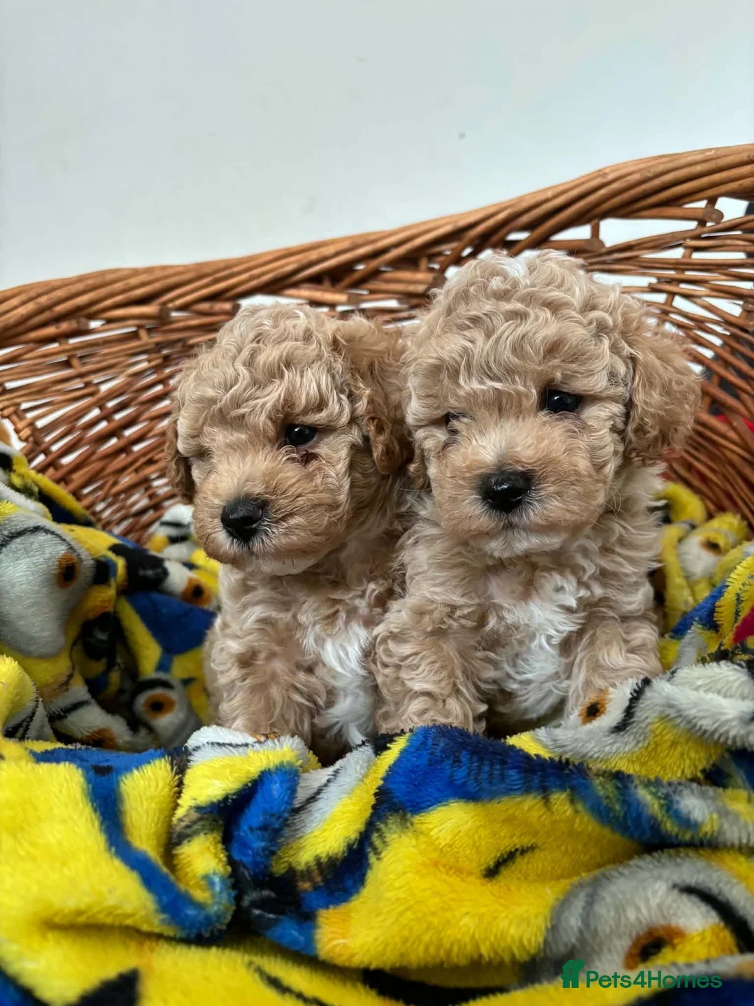 Maltipoo dogs for sale: Beautiful asian maltipoo puppys - Advert 1