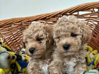 Maltipoo dogs Beautiful asian maltipoo puppys - Advert 3
