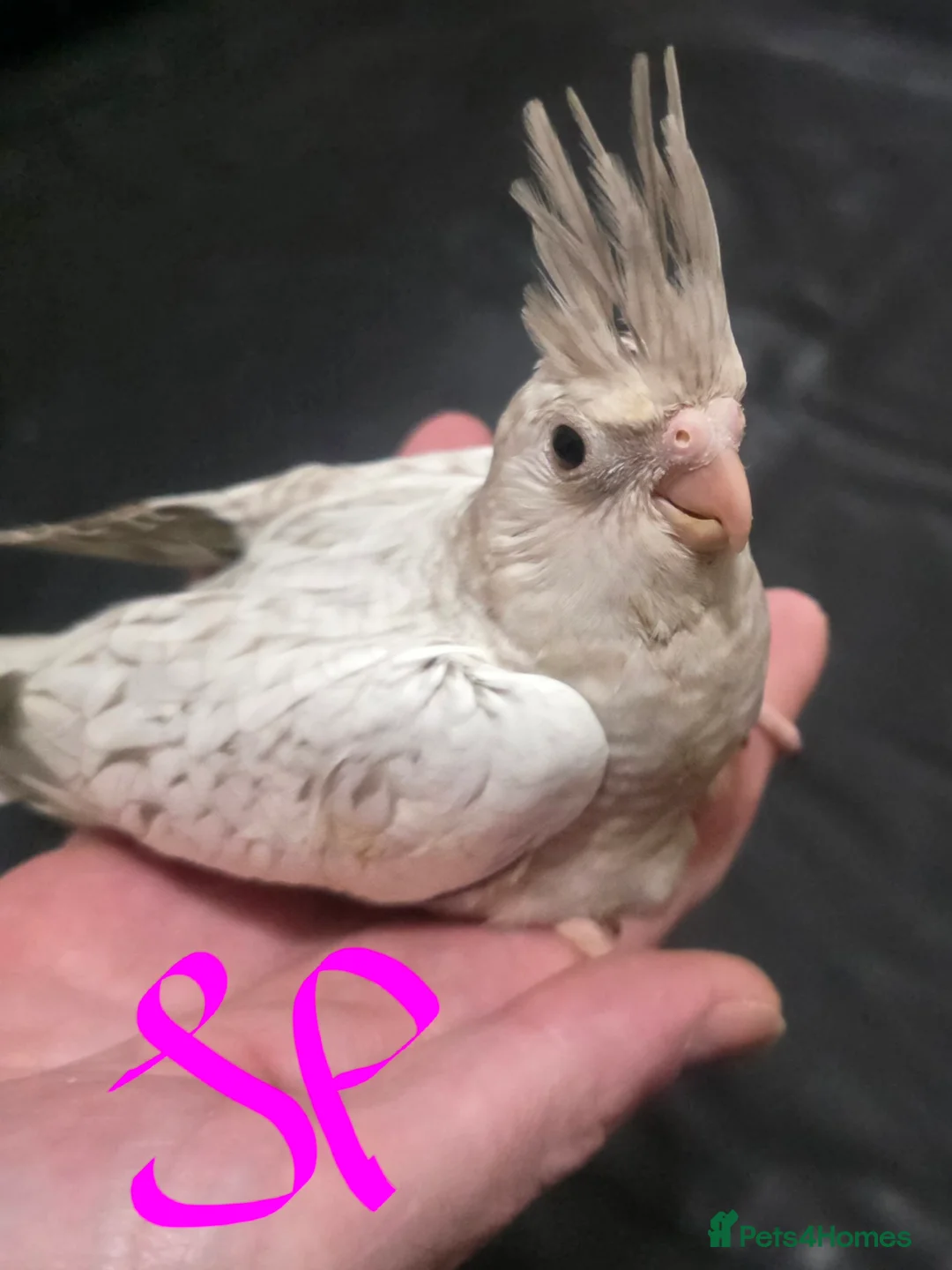 Cockatiels birds for sale: Baby cockatiels mixed  - Advert 8