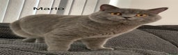 British Shorthair cats for stud: GCCF Active Reg BSH Blue Ch.l. 2 studs available  in Bolton - Advert 9