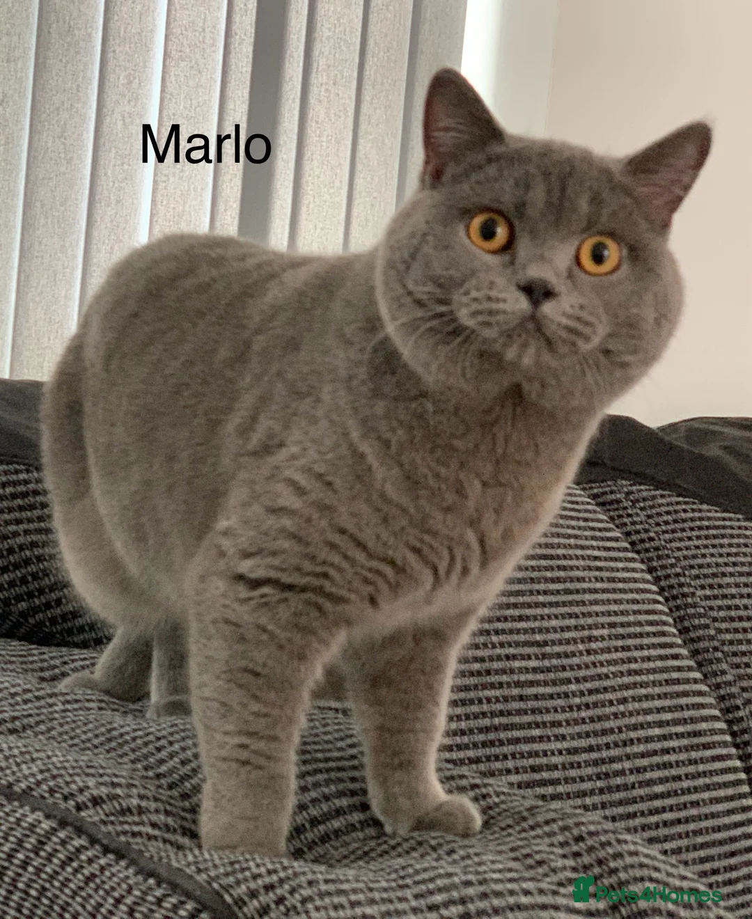 British Shorthair cats for stud: GCCF Active Reg BSH Blue Ch.l. 2 studs available  in Bolton - Advert 9