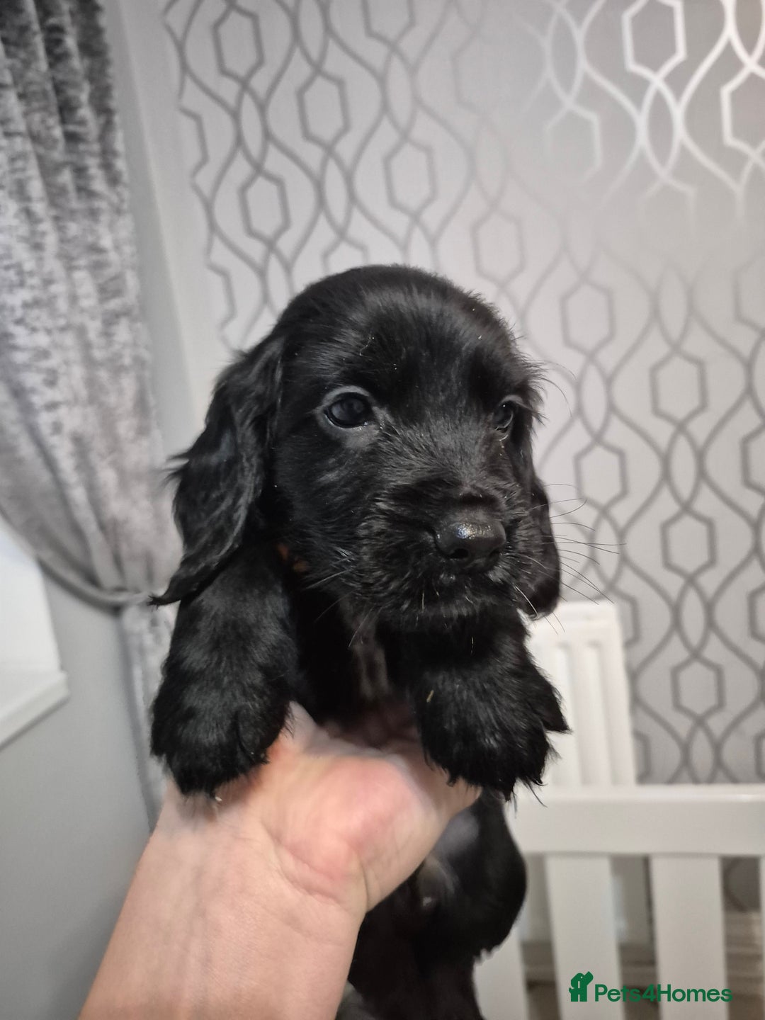 Sprocker dogs for sale: Beautiful Sprocker Pups - Advert 10