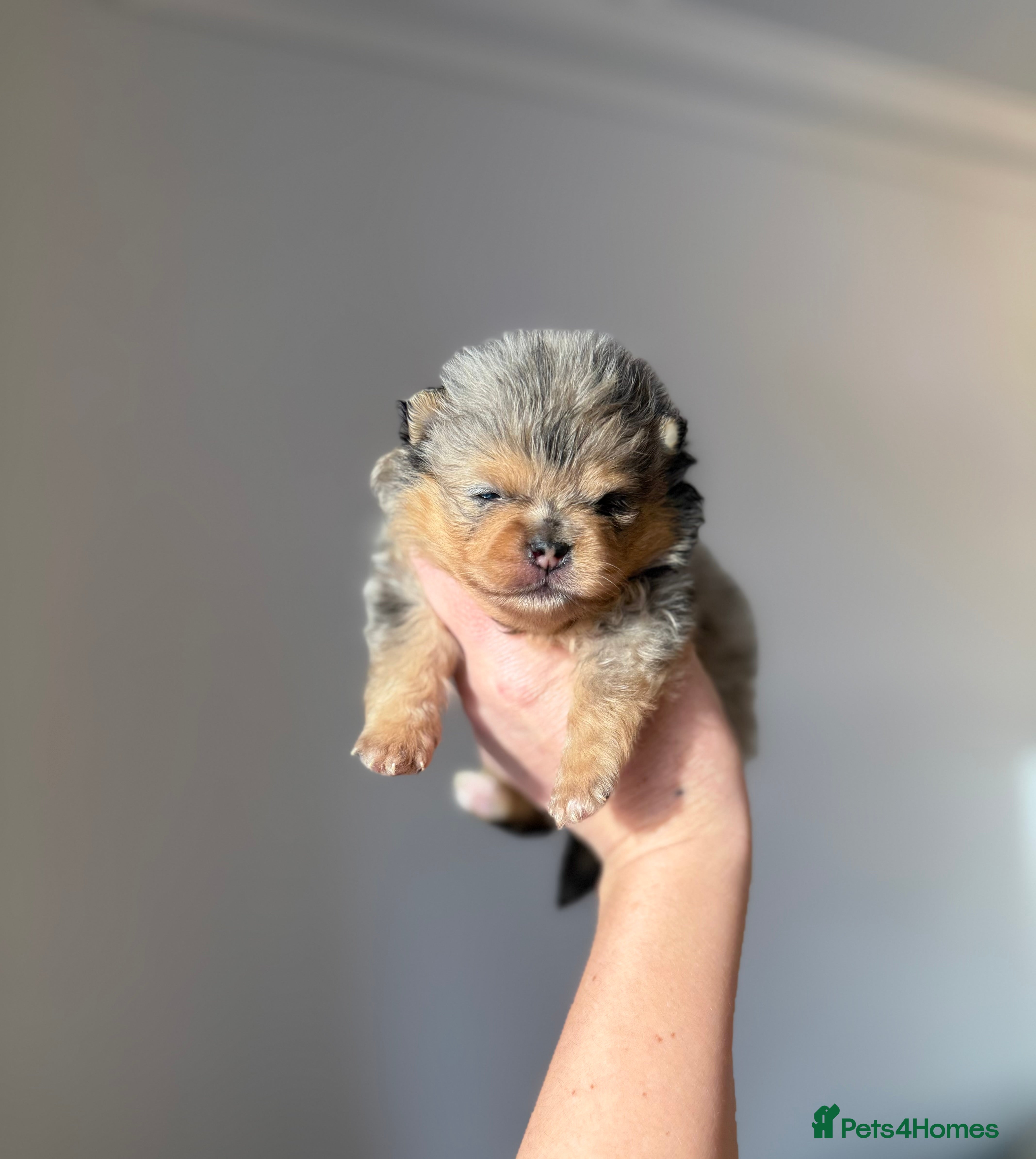 Pomeranian dogs Rare Beautiful Merle Pomeranians 💎 - Advert 4