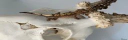Gecko reptiles for sale: Baby Lilly white & harlequin crested geckos  - Advert 3