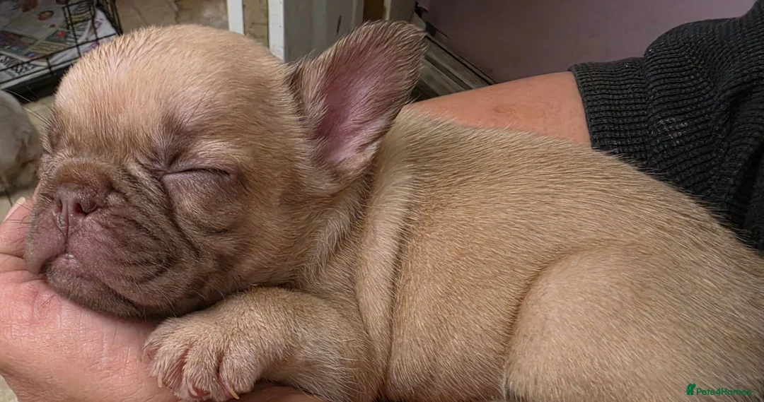 French Bulldog dogs for sale: French bulldog puppies  - Advert 25