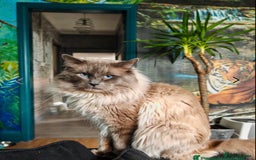 Ragdoll cats for sale: Beautiful Ragdoll kittens looking for forever home - Image 6