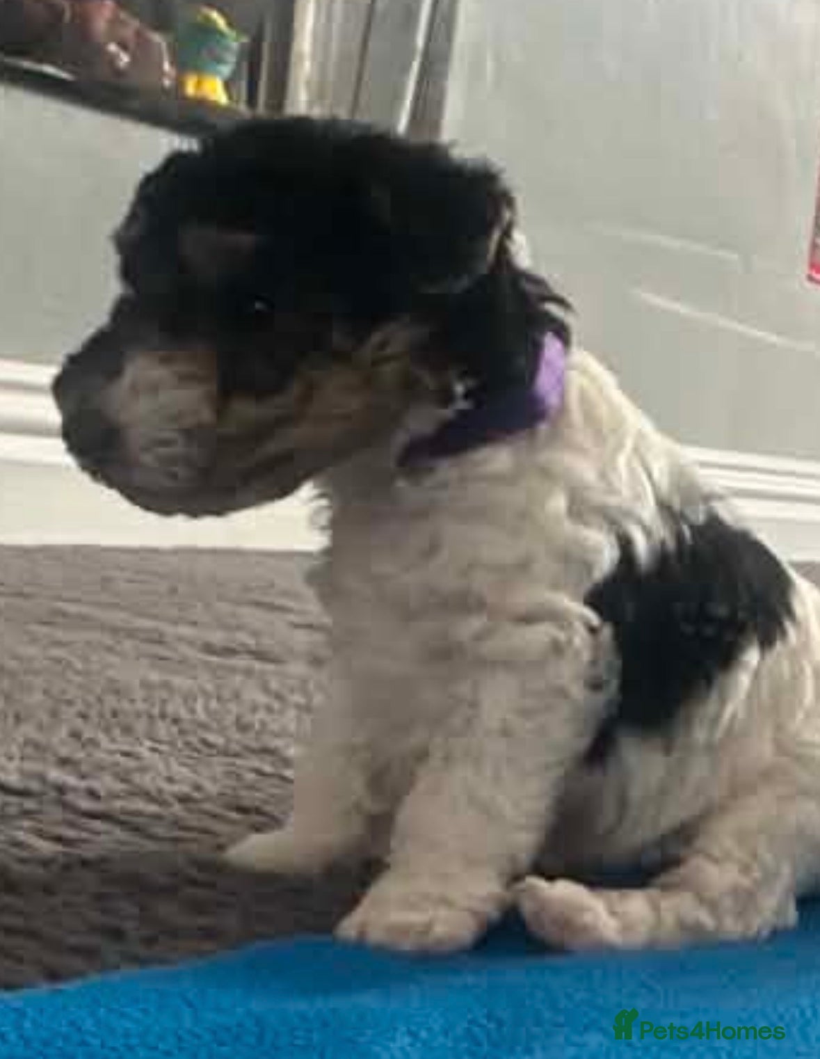 Fox Terrier dogs for sale: Wire haired fox terrier - Advert 16