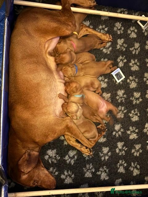 Hungarian Vizsla dogs 8 Five week old KC Reg Vizsla Puppies for sale - Advert 1