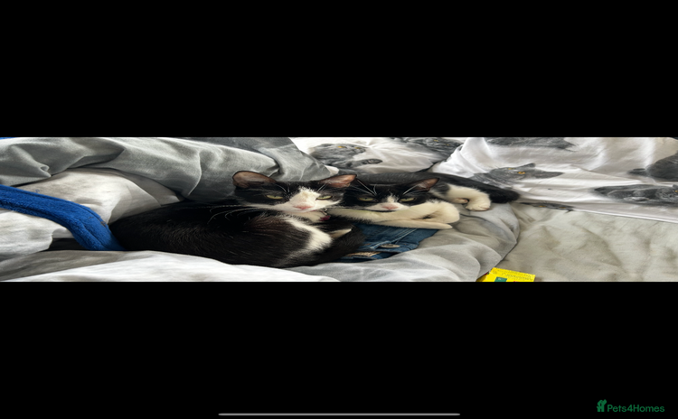 Domestic Shorthair cats - Advert 3