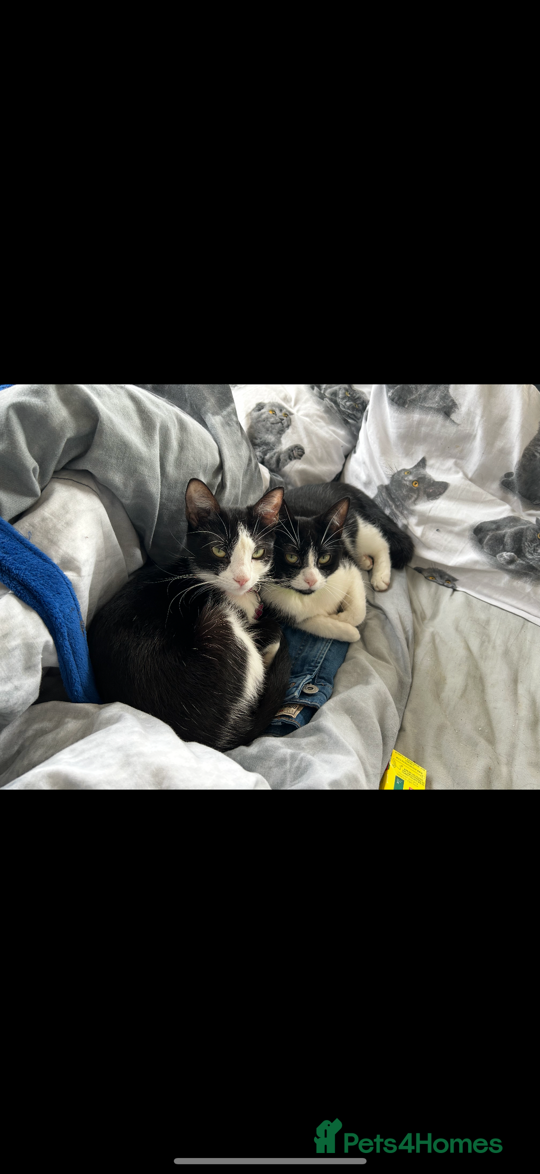 Domestic Shorthair cats for sale: FREE Cats for adoption  - Image 1