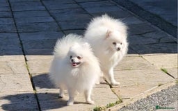 Pomeranian dogs for sale: Pomeranian puppies, 8 wks, white. - Image 5