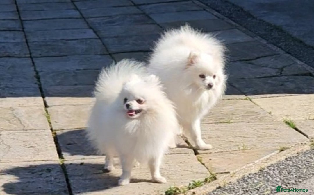 Pomeranian dogs for sale: Pomeranian puppies, 8 wks, white. - Image 5