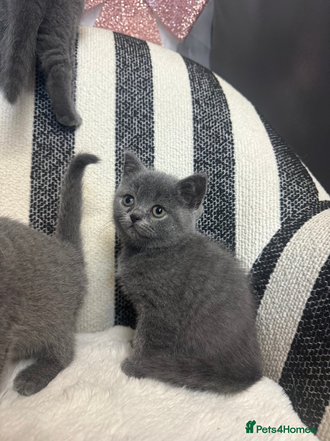 British Shorthair cats for sale: 💕British Shorthair Blue Kittens💕 - Advert 17