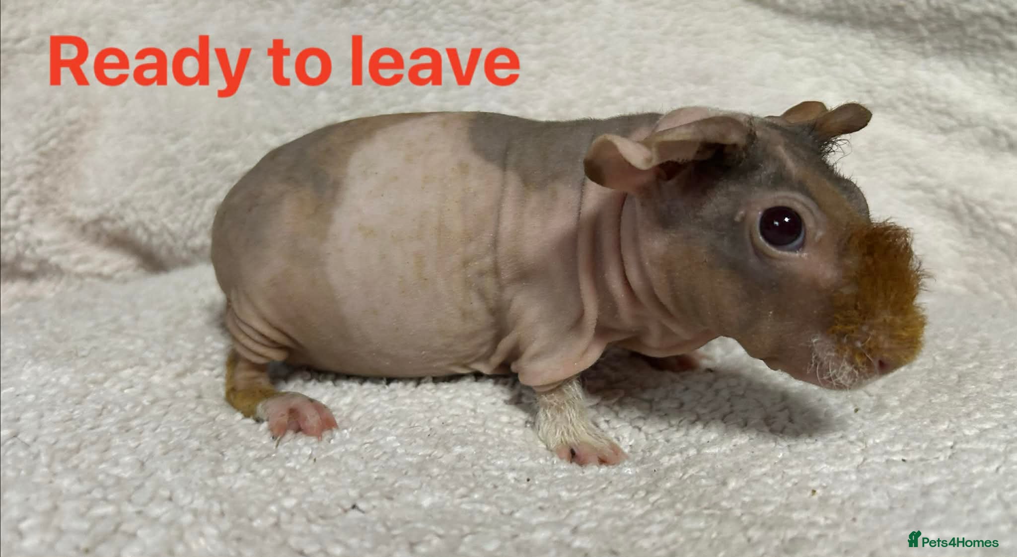 Guinea Pig rodents Skinny Pig Boars. Ready to Leave/Reserve Now.  - Advert 6