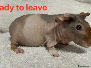 Guinea Pig rodents Skinny Pig Boars. Ready to Leave/Reserve Now. - Advert 6