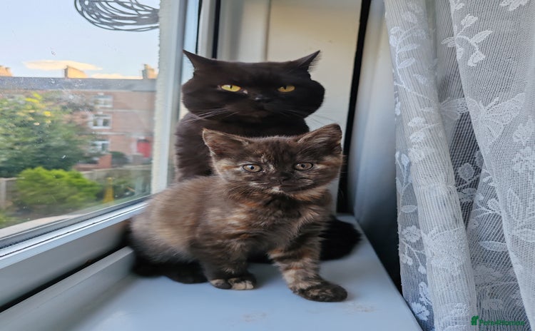 British Shorthair cats - Advert 8