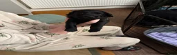 Labradoodle dogs for sale: Last two Stunning Labradoodles  - Advert 25