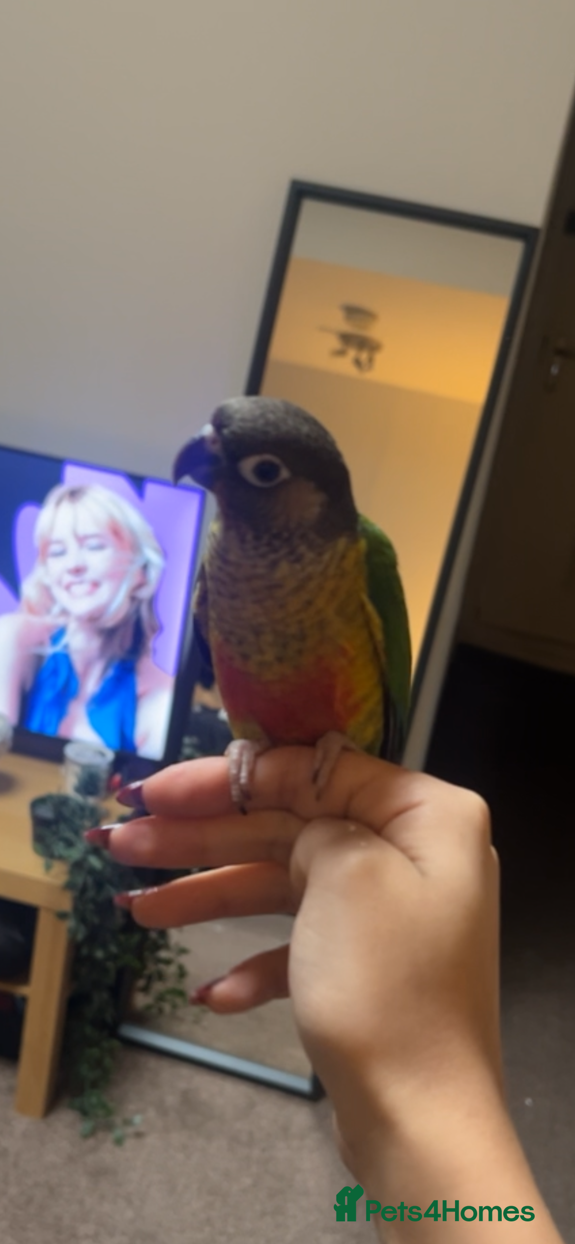 Conures birds Green Cheek Conure, Young, Hand-Tame, With Cage - Advert 1