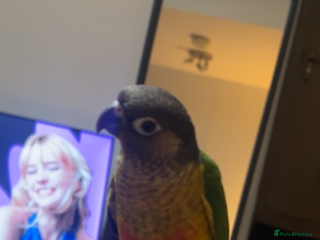 Conures birds Green Cheek Conure, Young, Hand-Tame, With Cage - Advert 1