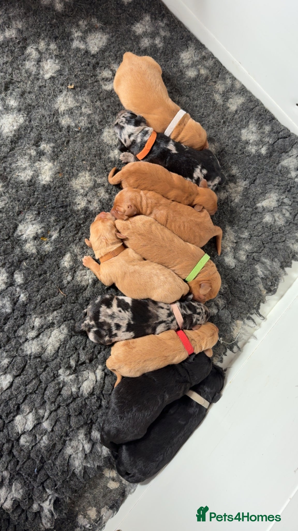Labradoodle dogs Miniature labradoodles  - Advert 15