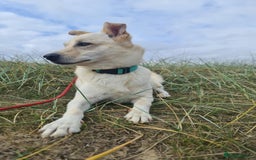 Mixed Breed dogs for adoption: Yellow for adoption - Image 2