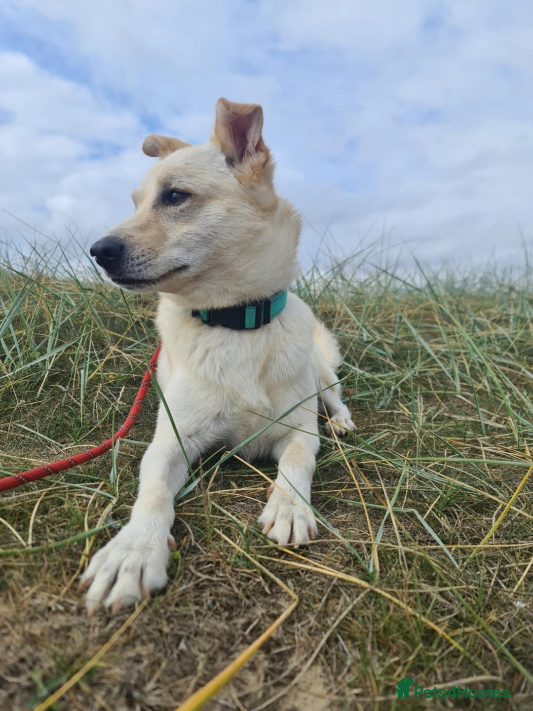 Mixed Breed dogs for adoption: Yellow for adoption - Image 2
