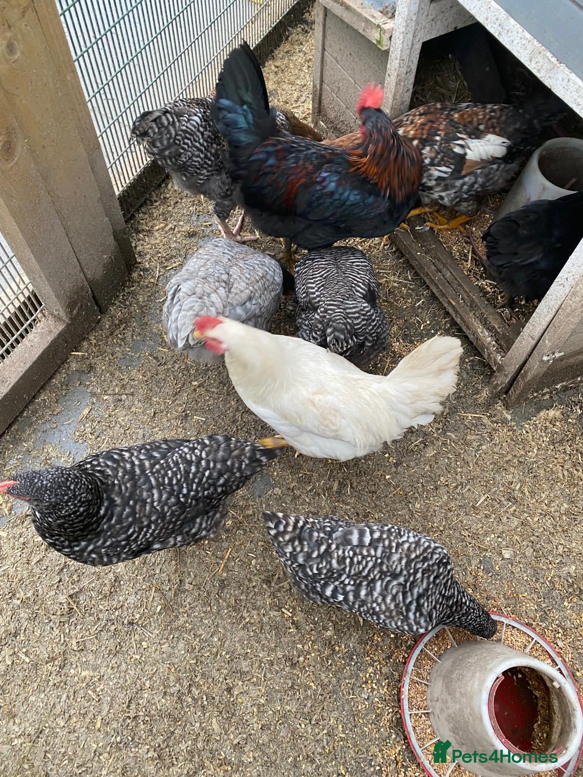 Chickens poultry Flock of Chickens for sale  - Advert 10