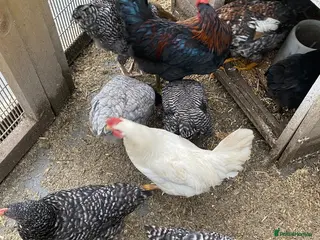 Chickens poultry Flock of Chickens for sale - Advert 10