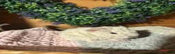 Guinea Pig rodents for sale: Baby guinea pigs  - Advert 3
