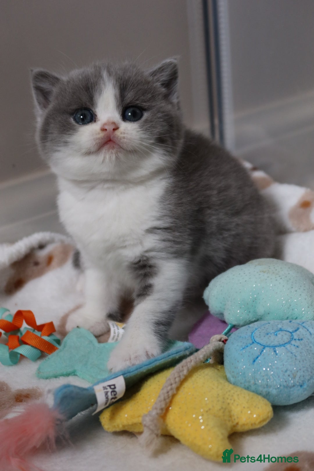 British Shorthair cats for sale: Stunning British shorthair available last girl  - Image 10