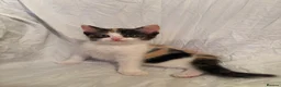 Mixed Breed cats for sale: Ragdoll mixed kittens 🐈‍⬛  - Advert 4