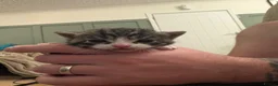 Mixed Breed cats for sale: Kittens ready to leave  - Advert 13
