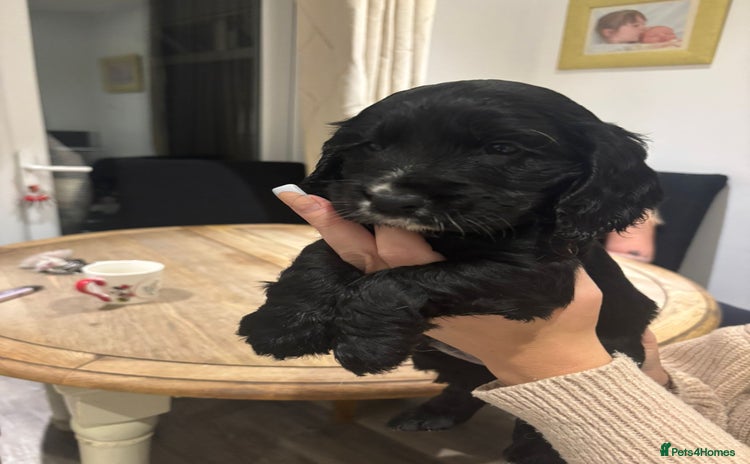 Cocker Spaniel dogs - Advert 10