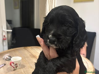 Cocker Spaniel dogs - Advert 16