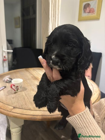 Cocker Spaniel dogs - Advert 5